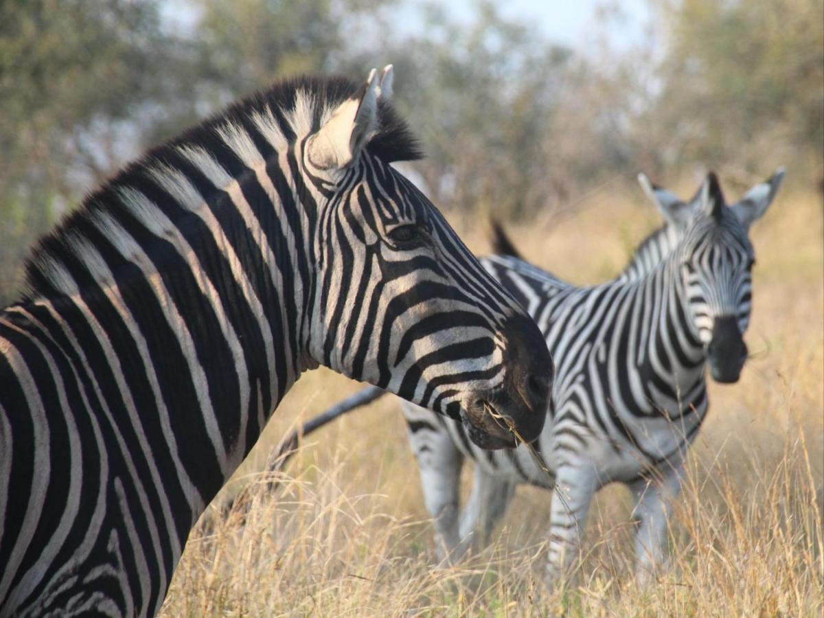 Masorini Bush Lodge & Safari Tents 帕拉博鲁瓦 外观 照片