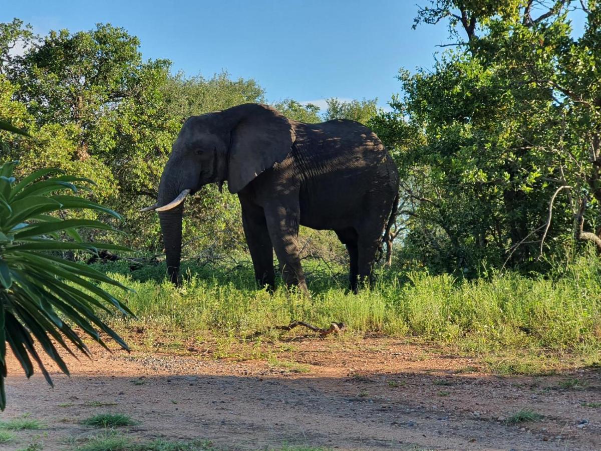 Masorini Bush Lodge & Safari Tents 帕拉博鲁瓦 外观 照片