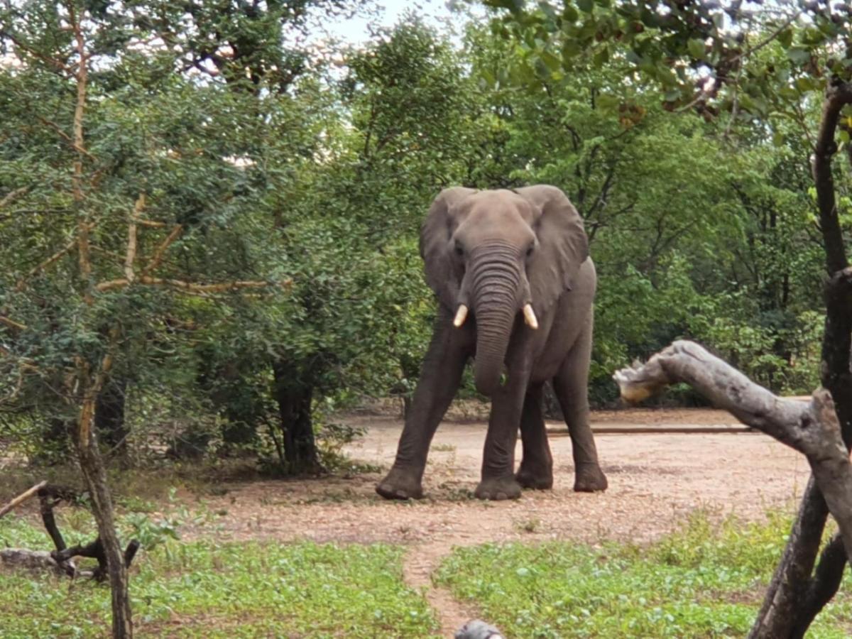 Masorini Bush Lodge & Safari Tents 帕拉博鲁瓦 外观 照片
