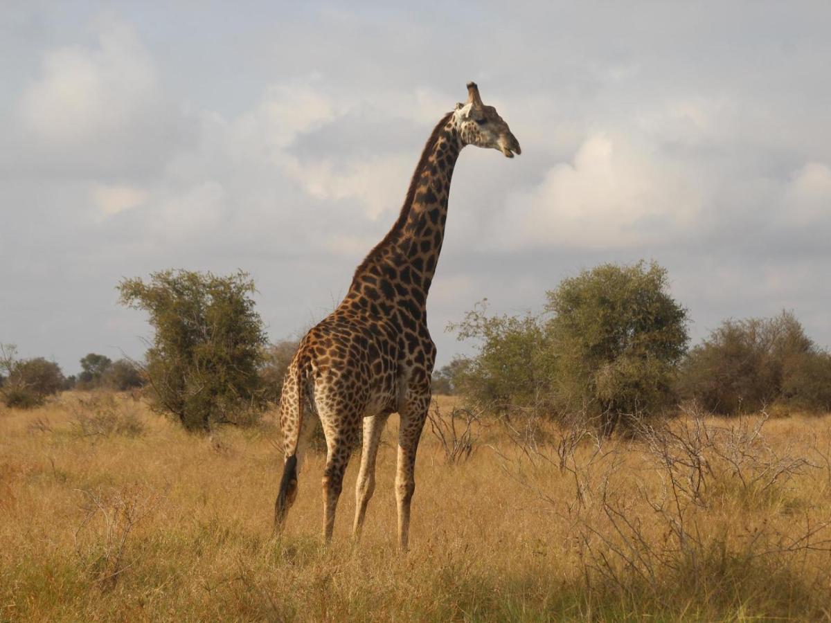 Masorini Bush Lodge & Safari Tents 帕拉博鲁瓦 外观 照片