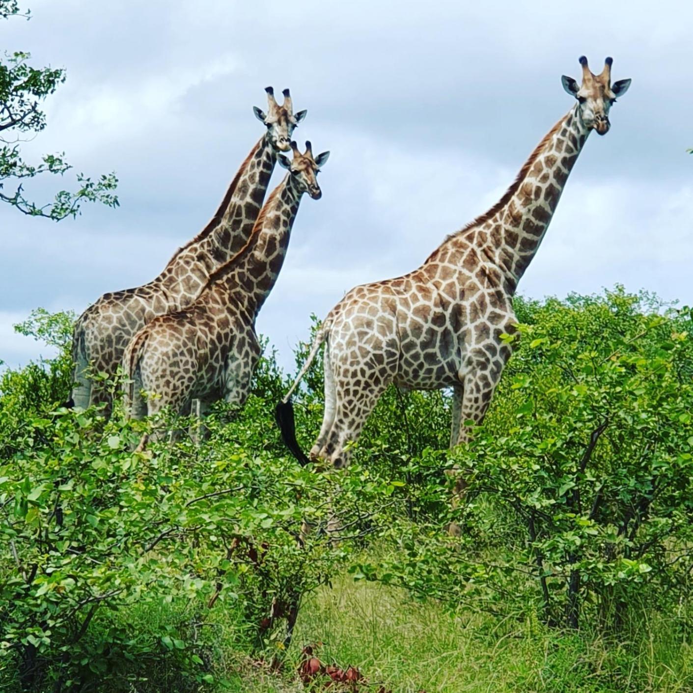 Masorini Bush Lodge & Safari Tents 帕拉博鲁瓦 外观 照片